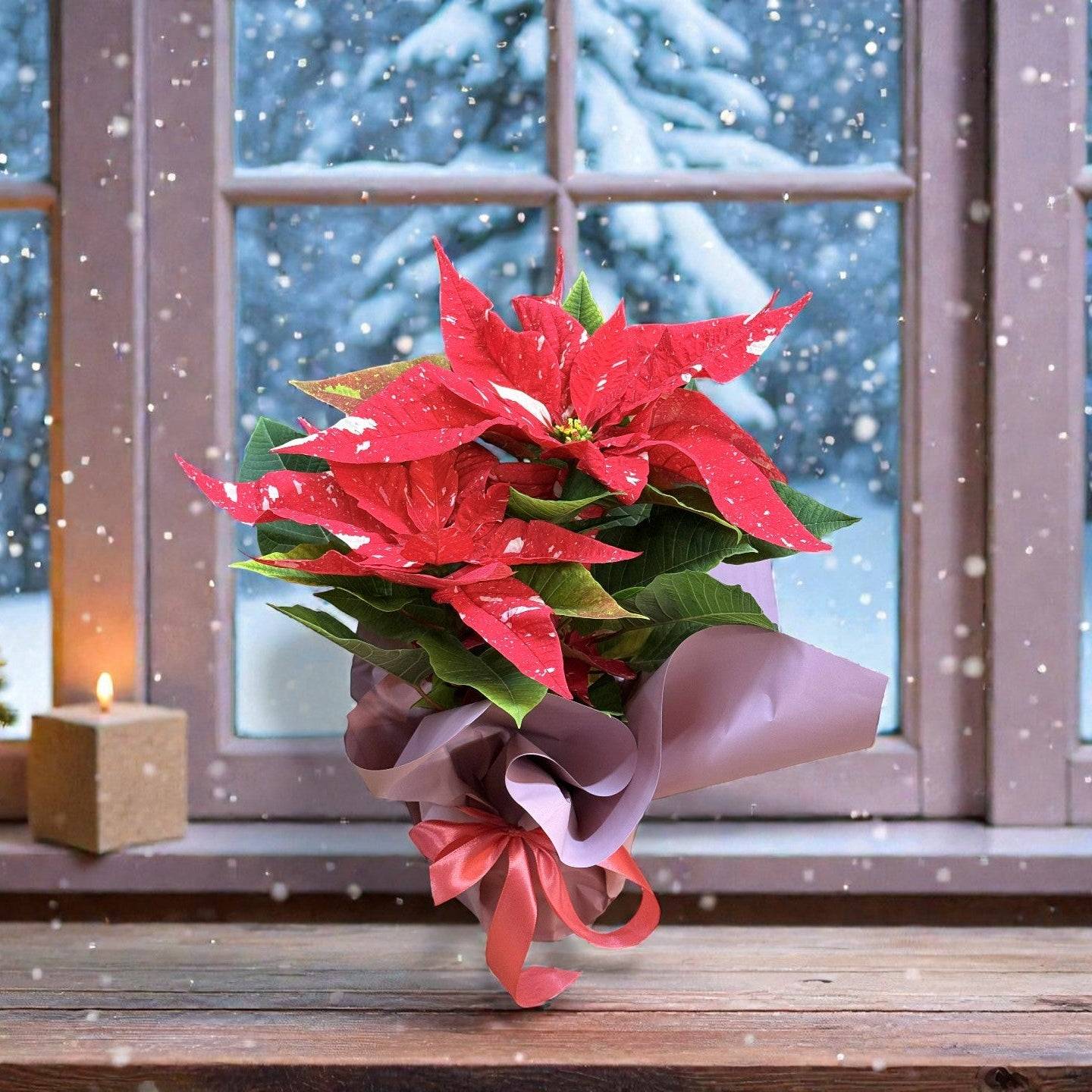 Crăciuniță rosie cu puncte albe 40–45 cm – Plantă decorativă de sărbători