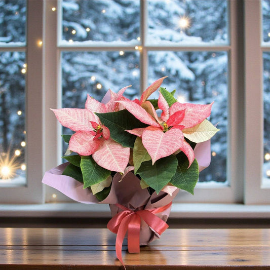 Crăciuniță roz 40–45 cm – Plantă decorativă de sărbători