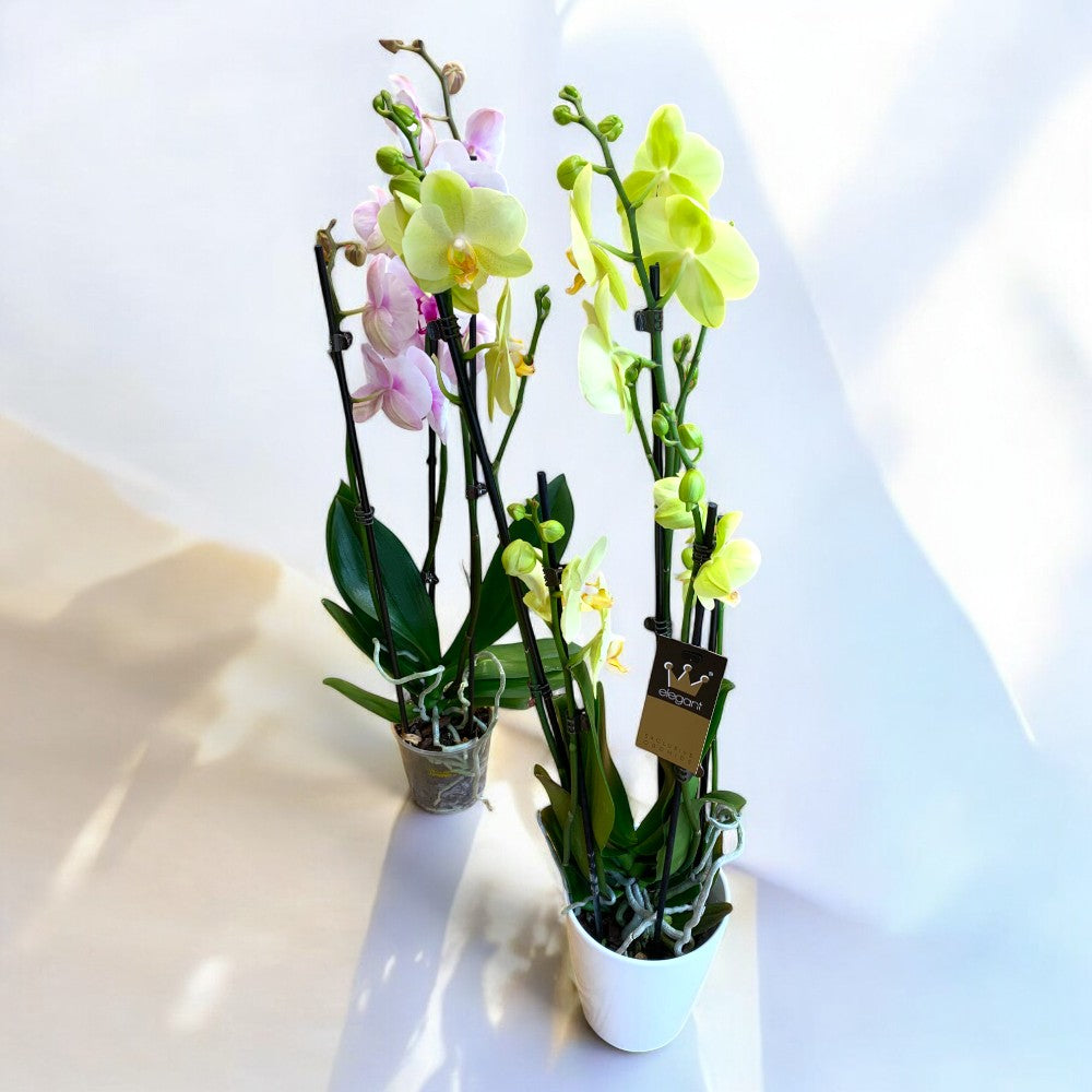 Orhidee 2-3 tije (Phalaenopsis)