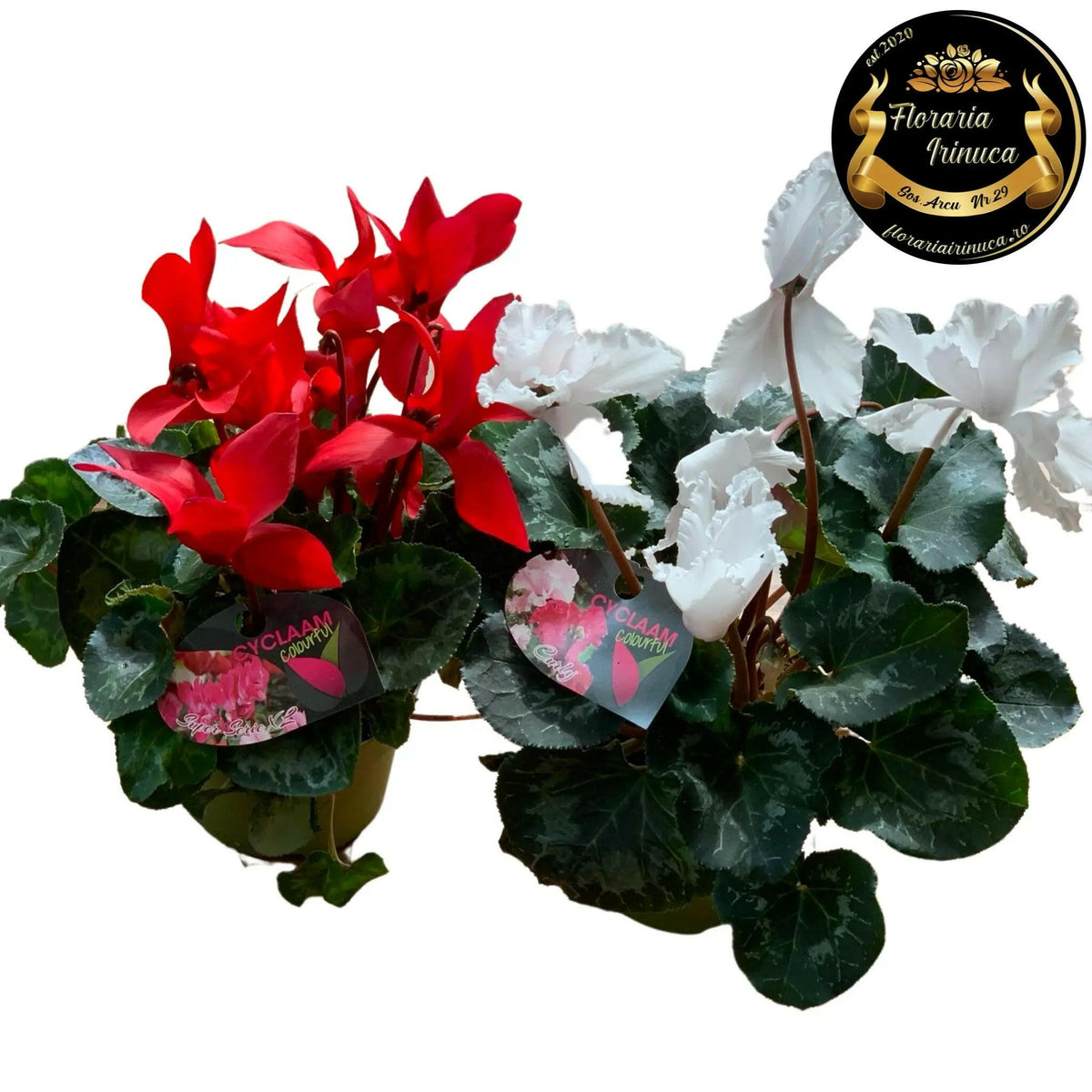 Cyclamen
