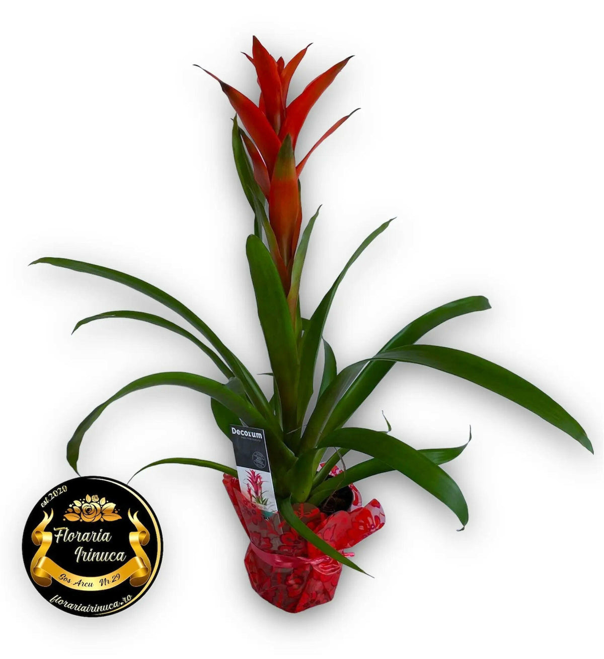 Ghiveci Guzmania
