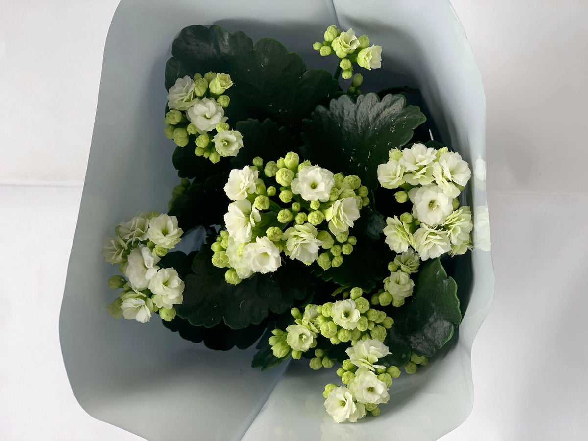 Kalanchoe in ghiveci